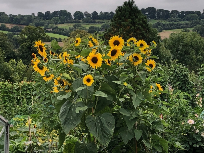 Blockley Allotments